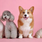 die Haustiere – zwierzęta domowe